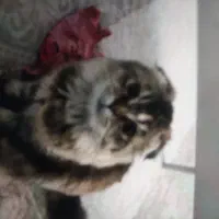 گربه اسکاتیش دبل فولاد