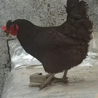 مرغ تخمگذار