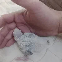 فروش جوجه گرینچک سرلاکی گریدA