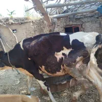 حیوان