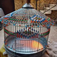 سهره قناری خاکی سهره