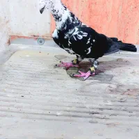 کبوتر|پرنده|زاهدان, |دیوار