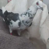 پلاکی