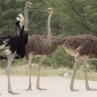فروش شترمرغ