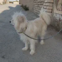 واگذاری پاپی