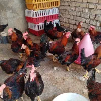 مرغ و خروس محلی