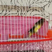 قناری رسمی بلند نر