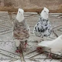 سور دمسفید قیمت مفت