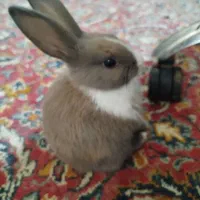 خرگوش