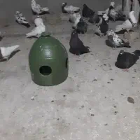ده عددکبوترپرشی