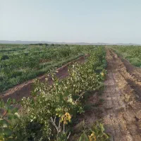 باغ-پسته-5000-متر
