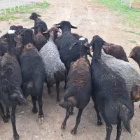 گوسفند افشاری