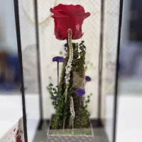 گل رز ماندگار