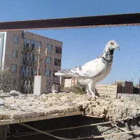 سوسکی دم سفید آلمانی