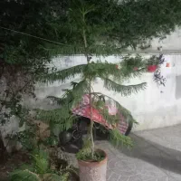 کاج مطبق