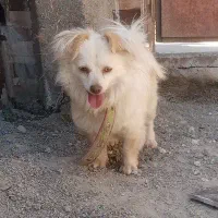 سگ پامر