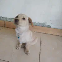واگذاری توله با نمک