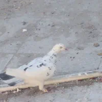 کفتر|پرنده|شهر بابک, |دیوار