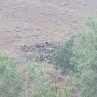 زمین مزروعی دارای اب و برق برای اجاره