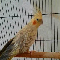 طوطی عروس هلندی