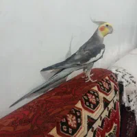عروس هلندی نر