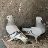 کبوتر نقره‌ای و طوقی زرد، یک نر زرد