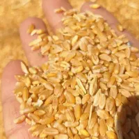 گندم طلایی درجه  یک استان فارس