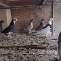 گرفتنی|پرنده|قم, شاه ابراهیم|دیوار