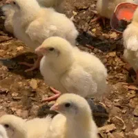 جوجه گوشتی راس 308 میانگین وزن 100تا150گرم