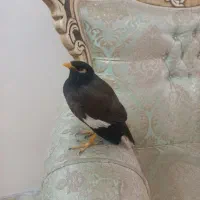 مرغ مینا