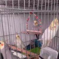 عروس هلندی