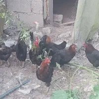 مرغ تخم گذار