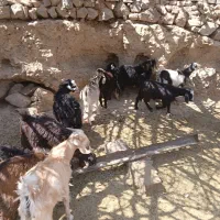 بز قاله نر وماده