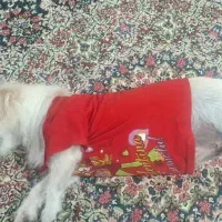 سگ شیتزو ماده بفروش میرسد