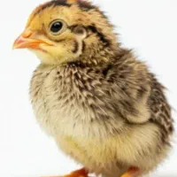 جوجه بلدرچین و جوجه مرغ تخم نطفه دارمرغ موجوده مفت