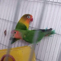 طوطی کوتوله