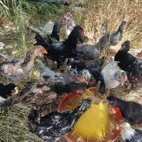 مرغ وخروس گلین