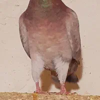 کفتر سار کاکلی دم سفید طوقی سار جوجه