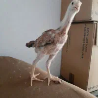 جوجه لاری