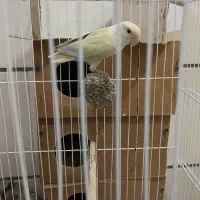 کوتوله نر رنگ خاص
