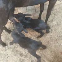 بز سانن و‌مورسیا