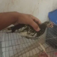 فروش جوجه خروس سیبرایت