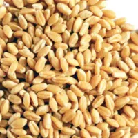 گندم درجه یک