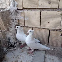 هفت کبوتر معاوضه سهره