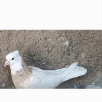 کبوتر|پرنده|جهرم, |دیوار