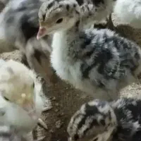 ۱۲ عدد جوجه بوقلمون