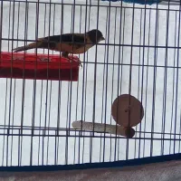 1دونه قناری و3تا طوطی عروس