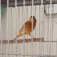 قناری|پرنده|اصفهان, هفتون|دیوار