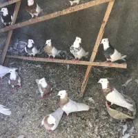 کبوتر طوقی وَ پَتی