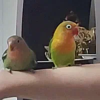 دو عدد طوطی برزیلی